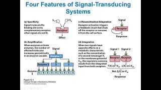 Chapter 12 Video Biosignaling Lehninger Biochemistry I CHEM 371650 [upl. by Ahseenak]