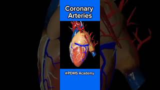 Coronary Blood Vessels  Coronary arteries and veins medicine humananatomy [upl. by Jorge362]