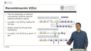 Genética de los anticuerpos  2125  UPV [upl. by Rtoip]