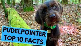 Pudelpointer  TOP 10 Interesting Facts [upl. by Anav]