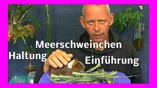 Meerschweinchen Haltung Pflege Füttern einfach aber mit Verantwortung [upl. by Suoinuj]