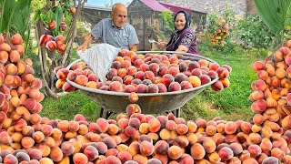 Harvesting Lots of Peaches and Making Peach Butter and Natural Drinks [upl. by Innaig]