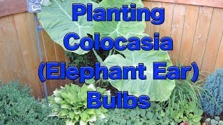 Planting Colocasia Esculenta Bulbs [upl. by Santos]