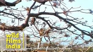 Leopards fighting on a tree in India  rare video [upl. by Ahsat494]