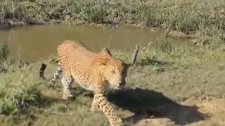 2024  Wild Discovery Animals Part 1 Most Amazing Moments Of Wild Animal [upl. by Ainala]