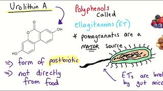 Whats Urolithin A and can it stimulate mitophagy and increase muscle endurance [upl. by Kaile]