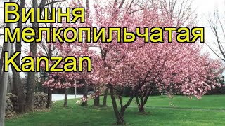 Вишня мелкопильчатая Канзан Краткий обзор описание характеристик prunus serrulata Kanzan [upl. by Arica]