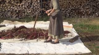 Threshing Amaranth by hand using a flail Part 15 [upl. by Nnov754]