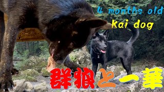 川、デビュー！（Kai dogs first river walk）【Samurai dog TV】 [upl. by Demmahom]