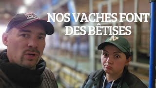 notre quotidien déleveurs 524 nos vaches font des bêtises [upl. by Elehcim]