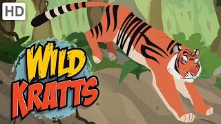 Wild Kratts  Explore India  Kids Videos [upl. by Esya757]