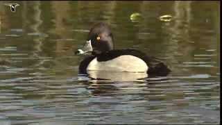 Male Ringnecked Duck with females [upl. by Friedlander745]