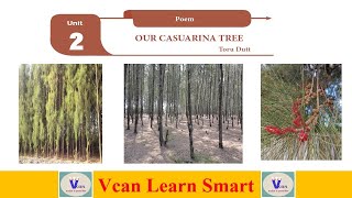 OUR CASUARINA TREE Tamil  Toru Dutt  12th standard unit 2 Poem [upl. by Clarey]