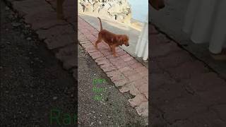 Asong gala goldenretriever dogs doglover [upl. by Gristede]