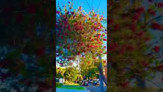 Bottlebrush treebottlebrushtree [upl. by Rehotsirk972]