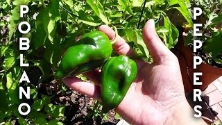 Ancho Poblano Peppers Pasilla Peppers Harvest [upl. by Evita]