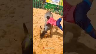 jallikattu 2024 bull alanganallur tamil culture love bull shorts [upl. by Ecirum]