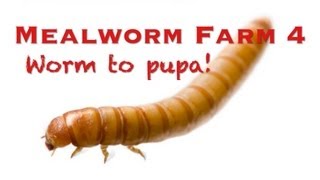 Mealworm Farm 4  Worm to Pupa [upl. by Sitruc]