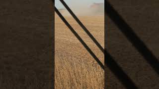 Harvesting soybeans 2024 farming agriculture farmlife harvest farmer [upl. by Shelley]