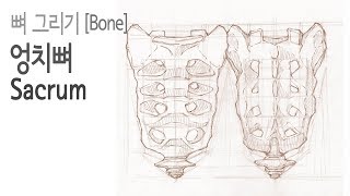 뼈Bone2 06  엉치뼈Sacrum [upl. by Slerahc]