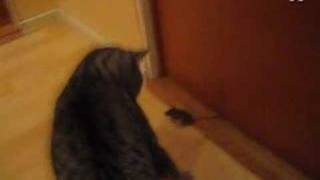 Mouse fights Cat  this mouse is fearless [upl. by Celesta827]