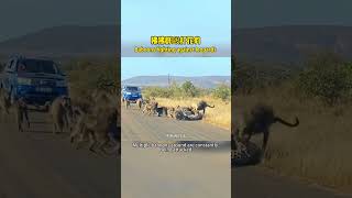 Baboons attack leopard狒狒群瘋狂毆打花豹nature wildanimals 動物野生動物 [upl. by Ailegra]