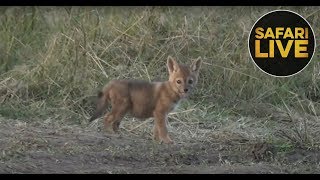 safariLIVE  Sunset Safari  September 7 2018 [upl. by Lyrrehs]