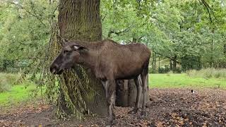 Knowsley Safari knowsleysafari [upl. by Ayekam395]