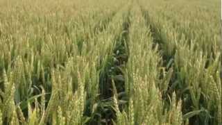 MZURI Wheat Drill Update and Disease Assessment [upl. by Anaitat]