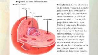 Técnicas de estudio Resumen [upl. by Demmahum]