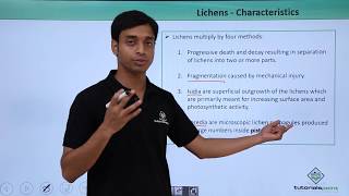 Class 11th – Lichens – Characteristics  Biological Classification  Tutorials Point [upl. by Enicar]