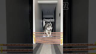 Back in the hallway of hecks with a ribbon obstacle challenge dogs obstaclechallenge huskies [upl. by Yticilef]