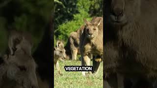 KANGAROOS Explore the world of kangaroos wildlife documentary conservation [upl. by Crystal]