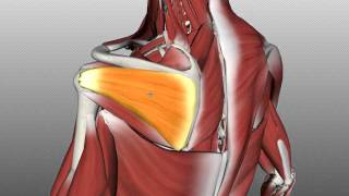 Rotator Cuff Tutorial  Anatomy Tutorial [upl. by Ynohtnakram]