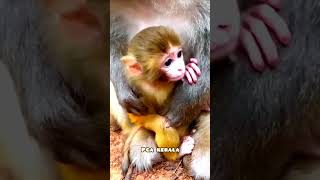 Do you like this lovely baby Baby macaca Baby monkey Macaque Bandar Baby monkey shorts video [upl. by Tedric]