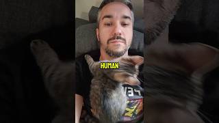 Only for cats 😼 cat catlover catvideos [upl. by Atel]