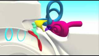 Ear Animation [upl. by Fleming]