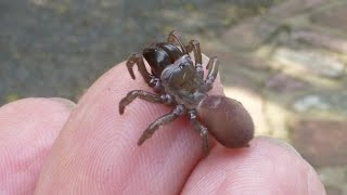 La curieuse mygale à chaussette Atypus affinis espèce bien de chez nous par André Lequet [upl. by Gannon]