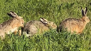 Paarungszeit bei den Feldhasen😁 Liebesspiel oder Liebeskampf🤔 [upl. by Sarine]