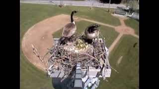 Goslings jumping  Sandpoint webcam  05292013 [upl. by Namaan]