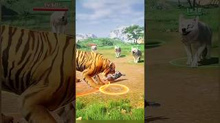 Siberian Tiger vs Maxican wolf shorts wildlife tiger animal [upl. by Ellenohs753]