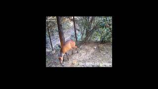 Trail 1  15 1124  Beautiful Barking Deer [upl. by Jaan]