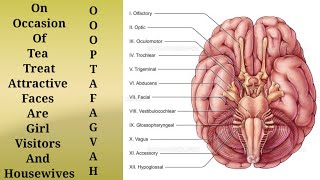 Trick to remember Cranial Nerves in 2 minutes Mnemonics [upl. by Meagher409]