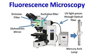 Fluorescence Microscopy [upl. by Alhak]