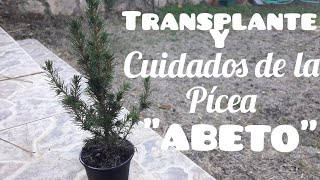 ⚠️CUIDADOS DE LA PÍCEA Y SU TRANSPLANTE🌲 ABETO O ABETO NAVIDEÑO♦️ [upl. by Aziza]