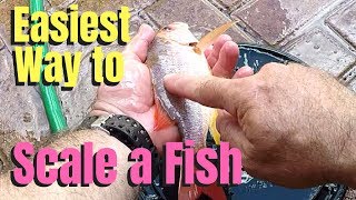 Easiest way to scale a fish [upl. by Prakash9]