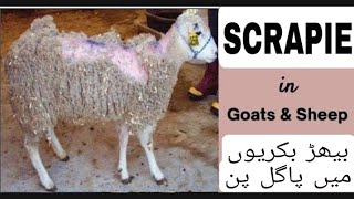 SCRAPIE IN SHEEP AND GOATNERVOUS SYSTEM DISEASEPATHOGENESISTREATMENTBY DR RIZWAN JAMAL [upl. by Eatnwahs]