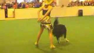 Crufts 03 Heelwork to Music [upl. by Lawrenson]