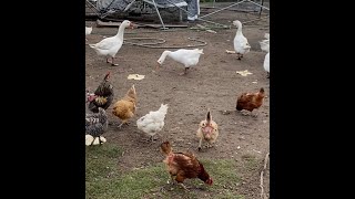 2 eggs Is that it chickens farmlife youtuber [upl. by Rich]