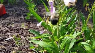 Penstemon hirsutus hairy beardtongue being pollinated by Bumble Bee [upl. by Launcelot]